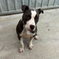 evy, chienne à adopter