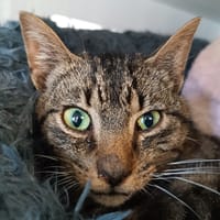 FOUGAS, chat à adopter