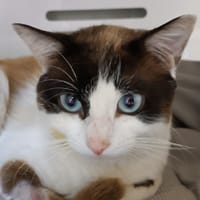 LARY, chat à adopter