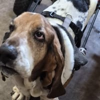 NEWTON, chien à adopter