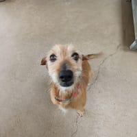 MUSCA, chien à adopter