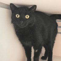 HARDY, chat à adopter