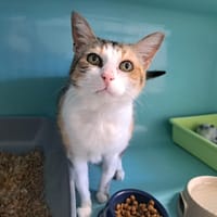 DAPHNE, chatte à adopter