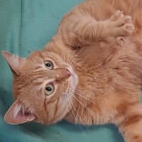 simba, chat à adopter