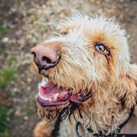 Broussaille, chien à adopter