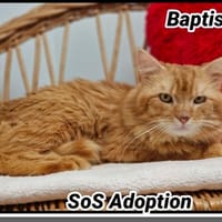 BAPTISTE, chat à adopter