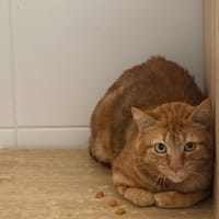 MINOU, chat à adopter