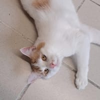 BALTO, chat à adopter