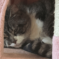 HAMILTON, chat à adopter