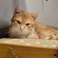 CHARLIE, chat à adopter