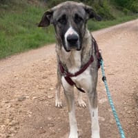 TERRA, chienne à adopter