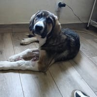 NAMI, chienne à adopter