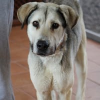 ASLAN, chien à adopter