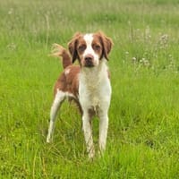 ZEKE, chien à adopter