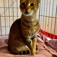 LILY, chatte à adopter