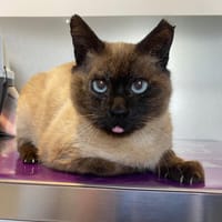 PANCHO, chat à adopter