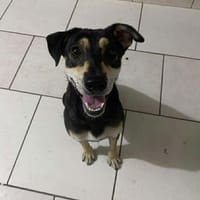 DIANA chienne réunion, chienne à adopter