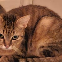 AYA jeune chatte, chatte à adopter