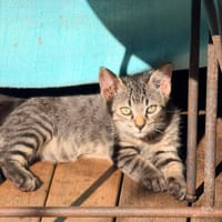 KALIN chaton, chat à adopter