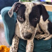 AYANA , FEMELLE BERGER CRÉOLE, chienne à adopter