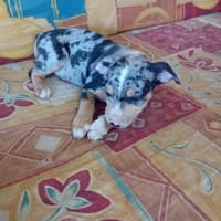 STETSON, CHIOT MÂLE BERGER CRÉOLE, chien à adopter