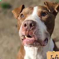 DANEDIO, chien à adopter