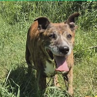 Max, chien à adopter
