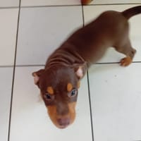 ISKA, chiot femelle Berger Créole, chienne à adopter