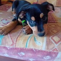 NERA, chiot femelle Berger Créole, chienne à adopter
