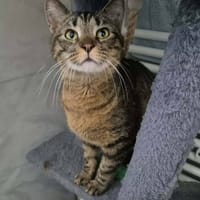 LUCIE, chatte à adopter