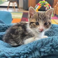 PEACH, chatte à adopter