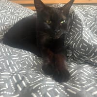 NOLA, chatte à adopter