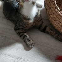 Amour, chatte à adopter