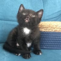 APOLLON, chat à adopter