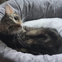 SHIVA, chatte à adopter
