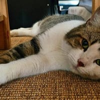 OREO, chat à adopter