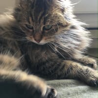 TRISCH, chatte à adopter