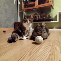 Lyra et Asven, chatte à adopter