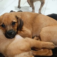 Joseph, chien à adopter