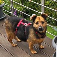 Gloria 6-jährige franz Bull Mix, Hündin zur Adoption