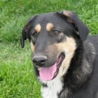 verspielte FINNEGAN, Hündin zur Adoption
