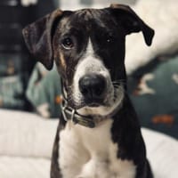 Joker - lebensfroher und lieber Rüde, Hund zur Adoption