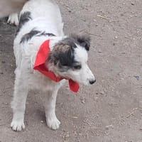 Ray, hübscher sucht Zuhause, Hund zur Adoption