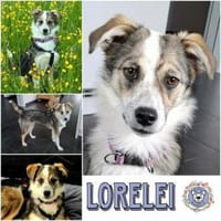 LORELEI * Verschmuste Sie in Tricolor, Hündin zur Adoption