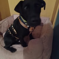 Amber 💚💚💚 sehnt sich nach Sicherheit, Hündin zur Adoption