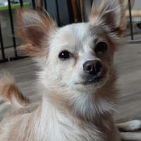 Die süßeste Versuchung ever, Hündin zur Adoption