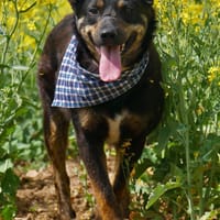 Melvin - entspannt, zutraulich - in DE, Hund zur Adoption