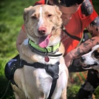 Feinfühliger CREAM in PLZ 55483‼🆘, Hund zur Adoption