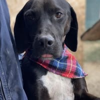Jeca - lieb & menschenbezogen auf PS, Hündin zur Adoption