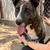 Hardin Fröhlicher, aktiver Traumhund, Hund zur Adoption